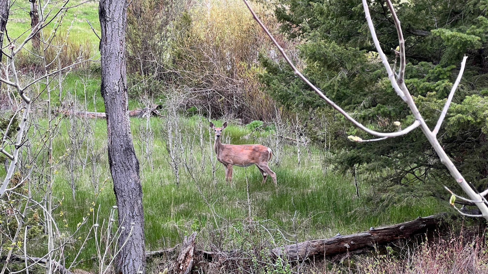 Southwestern, Montana